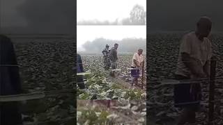 bangladeshi and indian BSF on border fencing #shorts #militaryaircraft #fighterjets #fighteraircraft