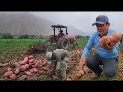 THIS IS THE POTATO HARVEST IN THE COASTAL AREA OF PERU 🚜🧑‍🌾🥔🥔🌞🖐