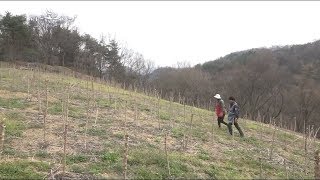 [나는 농부다]  행복한 농부의 愛타는 두릅 1부(품목 : 두릅 )