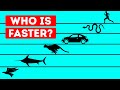 Who Is The Fastest Living Being In The World