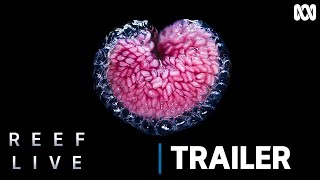 Reef Live | Official Trailer