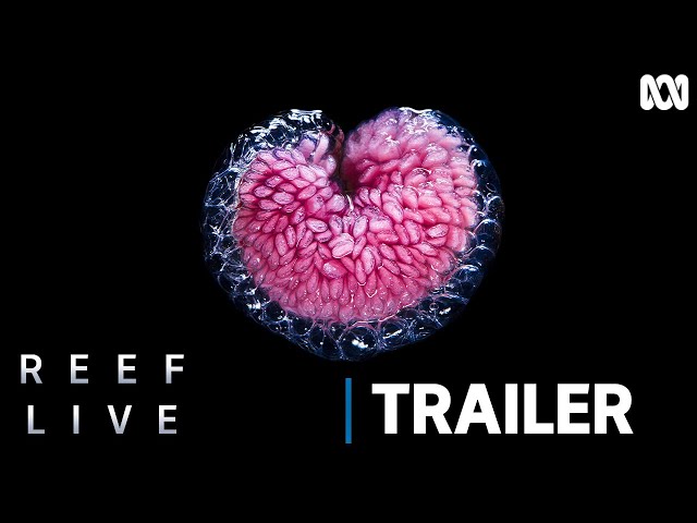 Reef Live | Official Trailer