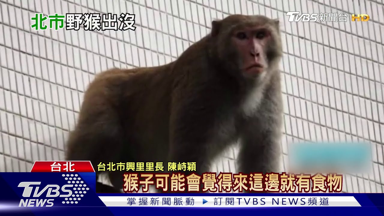 台北市內猴子逛大街　爬高空電線住戶驚