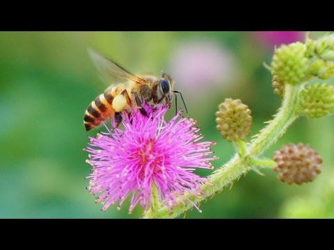 , title : 'Ong lấy Phấn Hoa như thế nào?'
