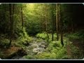 Mysterious forest. A walk in the woods. Russia.Прогулка по ...