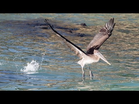 ガラパゴスの鳥の写真。マーク・ウォレスと写真を探るAdoramaTV (Galapagos Bird Photography: Exploring Photography with Mark Wallace: AdoramaTV)