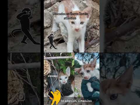 #Adopta 3 gatitos machos ubicados en #SantoTomas #Atlántico #sabanagrande #PalmardeVarela #polonuevo