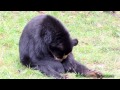 Lonely Bear Original