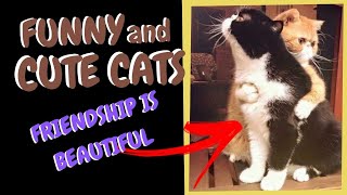 SUPER SHORTS 17 - FUNNY CATS AND CUTE