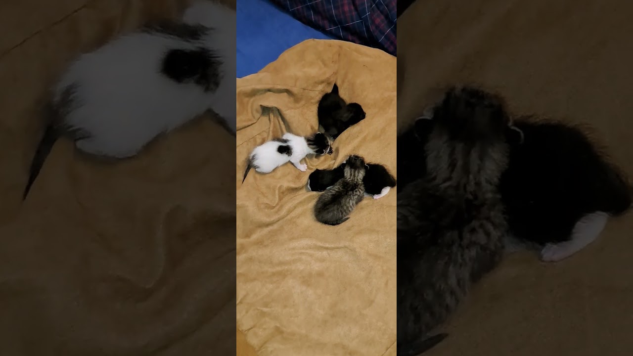 Newborn Kittens Meowing: The Sound of Pure Cuteness!