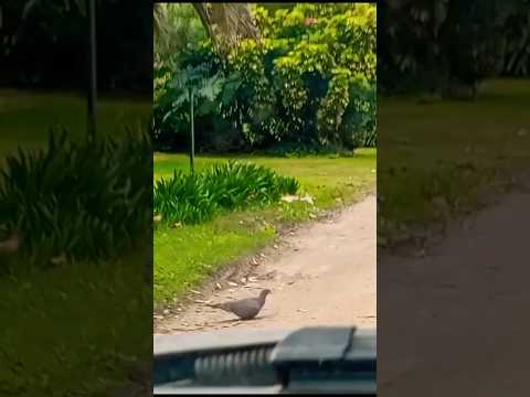 Pájaro 🕊️ paloma 🌲🌳 Marindia, Canelones, Uruguay 🇺🇾