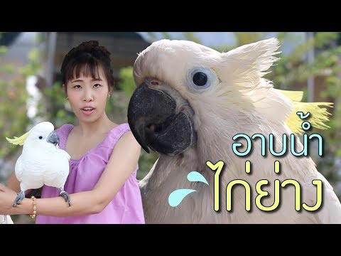 คลิกเพื่อดูคลิปวิดีโอ