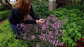 Penstemon in Full Bloom: ‘Midnight Masquerade’! 💜😍🥰