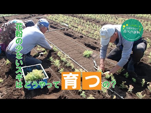 花粉の少ないスギはどうやって育つの？