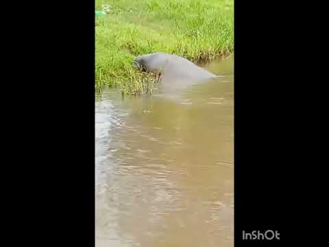 #maravillas del río San Juan en Nicaragua