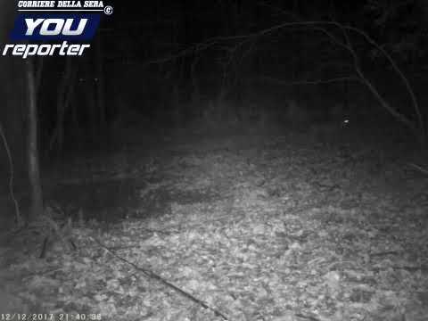 Caccia notturna al cinghiale  dei lupi