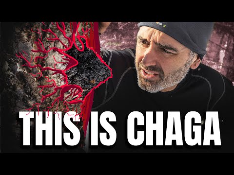 This is the Mushroom of Immortality (& It Doesn't Look Like a Mushroom)