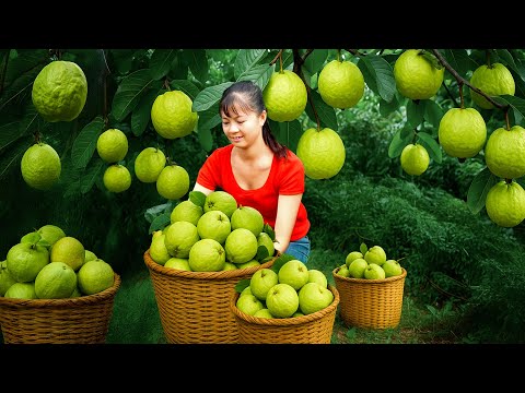 Harvesting Sweet Guava and Going to the Market – Cooking and Relaxing on the Farm