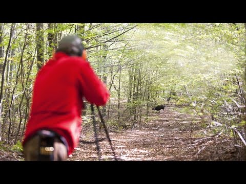 Wild boar hunting in Croatia