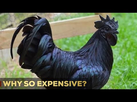 , title : 'Why Are Ayam Cemani Chickens So Expensive? | 7 Reasons | So Expensive.'