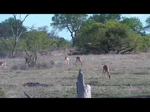 Djuma: First Impala lamb seen on dam cam for 2021 - 16:36 -  10/31/21