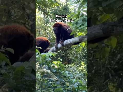 Registrei bugios na Mata em Nova Hartz #riograndedosul #bugio