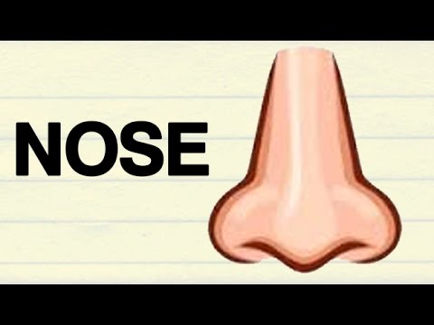 Nose произношение. Small nose произношение. Nose произношение. части тела на английском языке. Nose произношение.