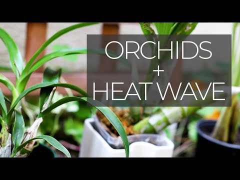 Orchids in a Heat Wave - How to Keep Orchids Cool + What Heat Stress Looks Like || ORCHID CARE