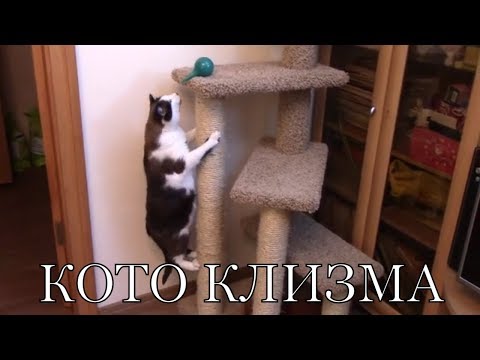 Кото клизма! Мейн кун и сноу шу