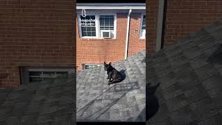 Download lagu Anjing yang kurang ajar bersikap kurang ajar mp3 Download lagu Anjing yang kurang ajar bersikap kurang ajar mp3