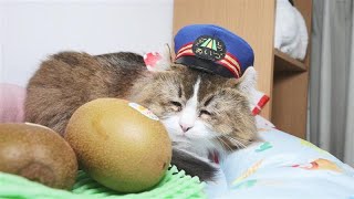 #71 おやつの時間だにゃ!「ふにゃ~り日和」