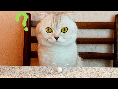 АСМР КОТ ДЕГУСТАТОР 🐈 🍨🍩ASMR cat eats various food