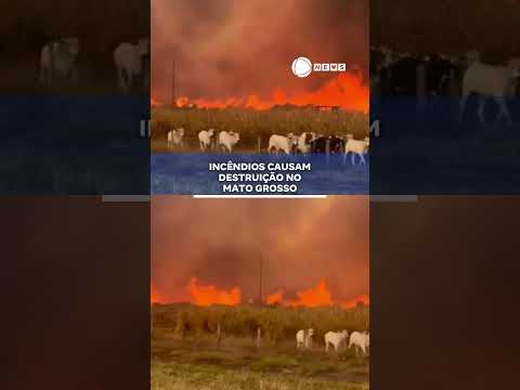 Incêndios causam destruição no Mato Grosso. 📲 #RecordNews #Notícias
