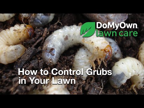  How to Control Grubs in Your Lawn Video 