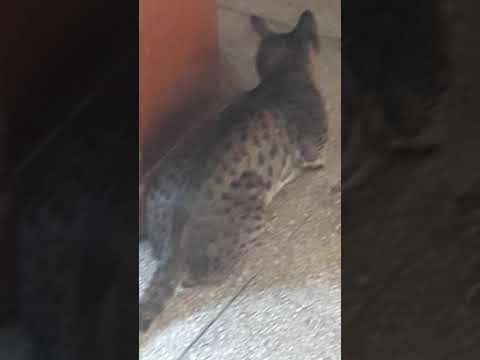 👻👻# Cats# cats fight # chameleon # SCARY VIDEO