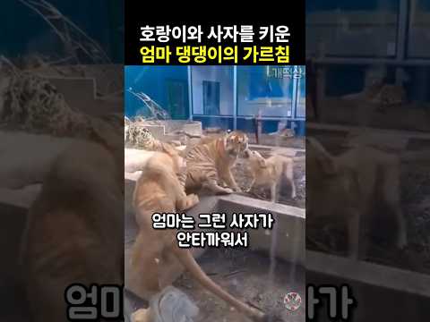 호랑이와 사자를 키운 리트리버 엄마의 지혜로운 가르침