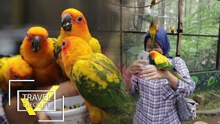 Dipatuk-patuk Burung Sampai Lemas di GRAFIKA CIKOLE! | TRAVEL’S CHECKLIST