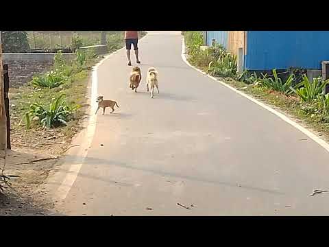 dog lifestyle. raju kumar raj4252