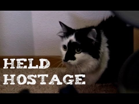 Cat attack: 22 pound Himalayan cat holds a US family hostage