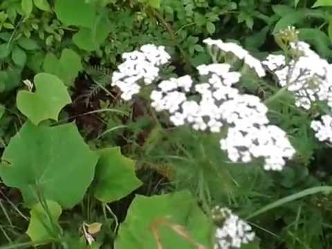 Intro to Herbs: Yarrow (Achillea Millefolium) and the Myth of Achilles