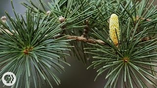 The Sex Lives of Christmas Trees | Deep Look