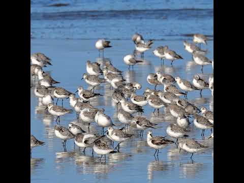 Lagoa do peixe - Tavares - RS