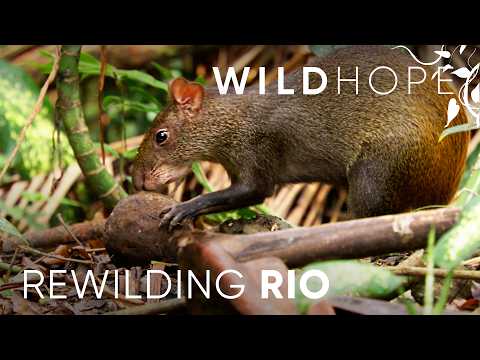 Rewilding Tijuca National Park: Rio's Urban Rainforest | WILD HOPE