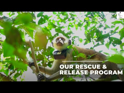 Emergency Appeal For Primate Rescue Center