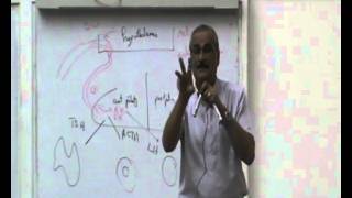 2-[Endocrine]Dr.Maged Haroun 30-9-2015( Inter-relation till synthesis of hormones)