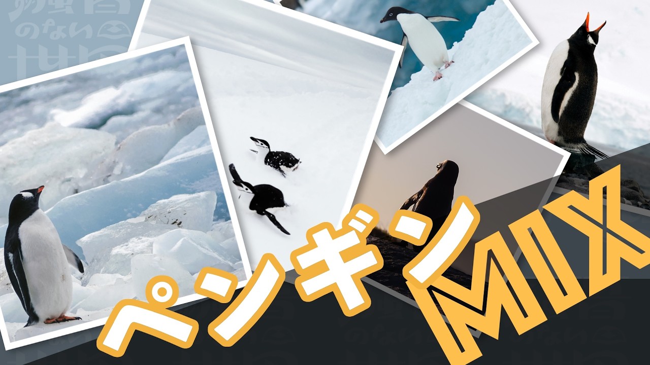 【フリーBGM】ペンギンシリーズMIX - 騒音のない世界【公式】【作業用・勉強用】