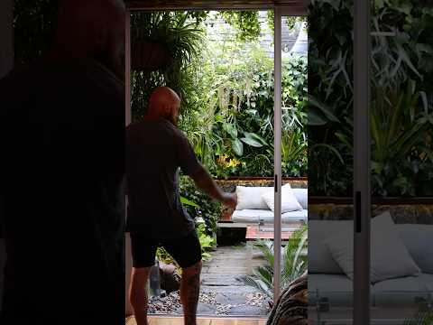 Urban Biophilia: City Apartment Transformed into Jungle 🌱