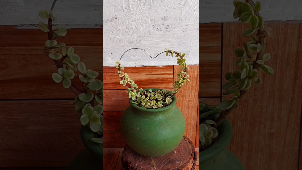 Show Your Love with a DIY Heart-Shaped Elephant Bush Topiary #diy #shorts