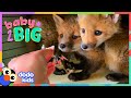 Baby Foxes Are The Cutest Little Troublemakers ️ Dodo Kids Baby 2 Big