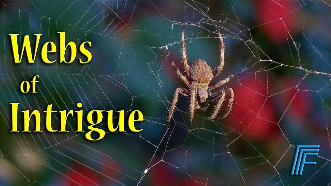 The Spectacular Spiders | Episode 1 - Webs of Intrigue | Official Trailer (HD)
